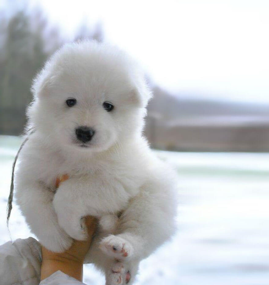 Soft chubby puppy