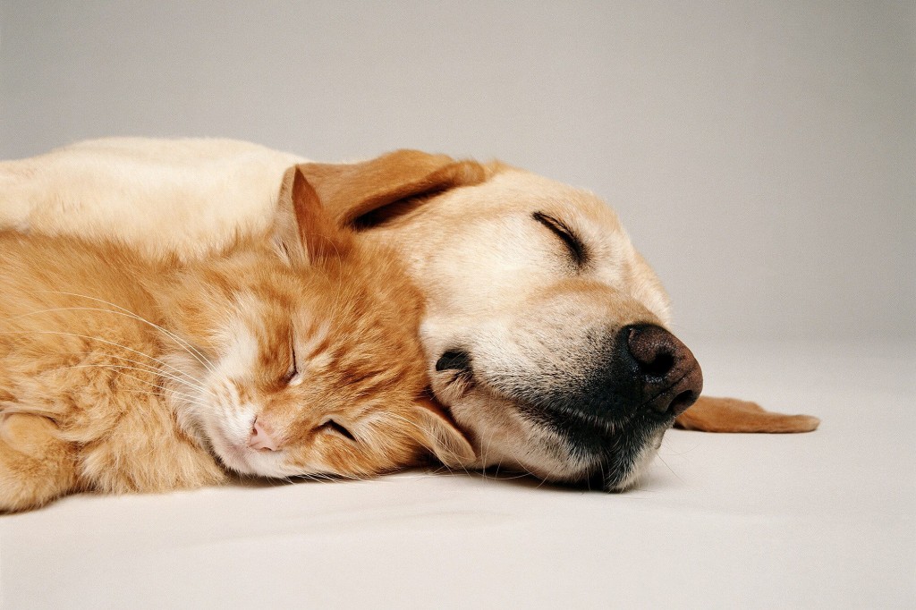 Do Dogs Dream? Experts Say Dogs Dream About Their Humans And People Got ...