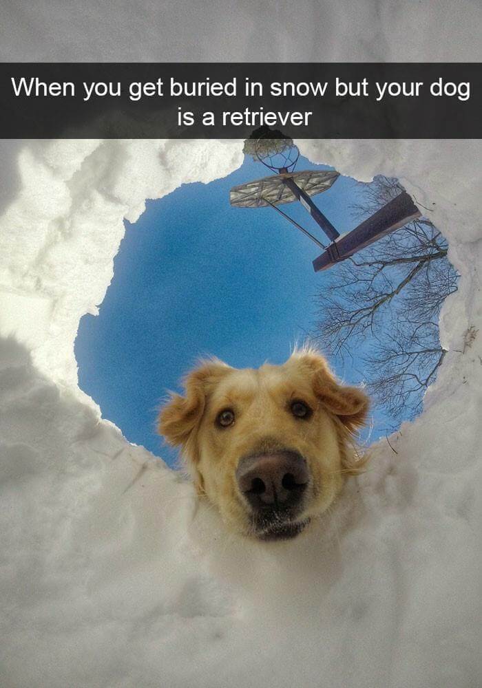 Snapchat Dog (1)