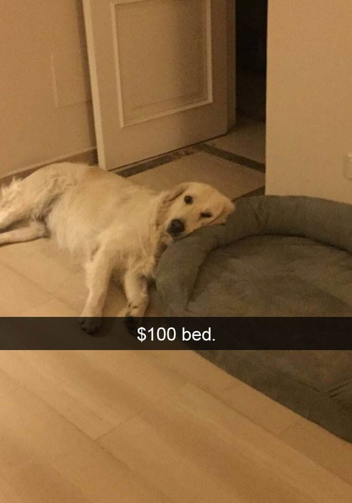 dogs on snapchat 12 (1)