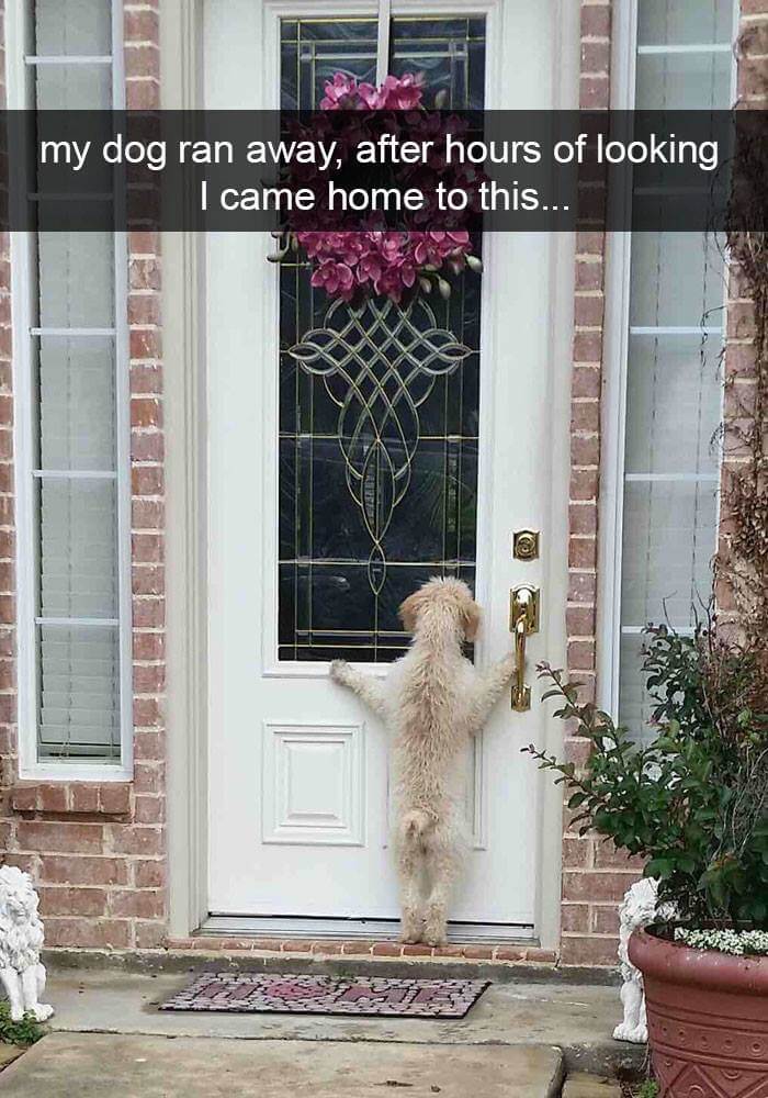 dogs on snapchat 15 (1)