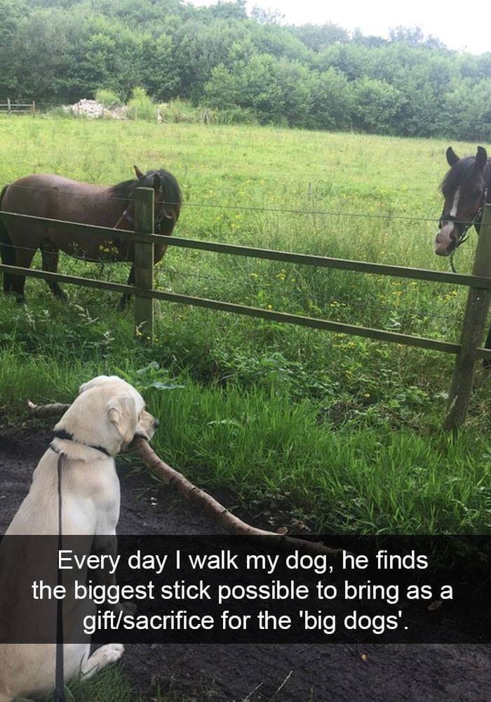 dogs on snapchat 16 (1)