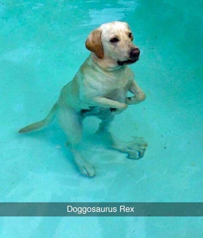 dogs on snapchat 18 (1)