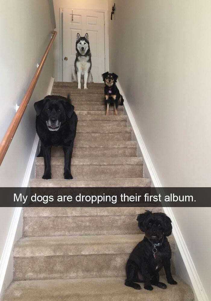 dogs on snapchat 19 (1)