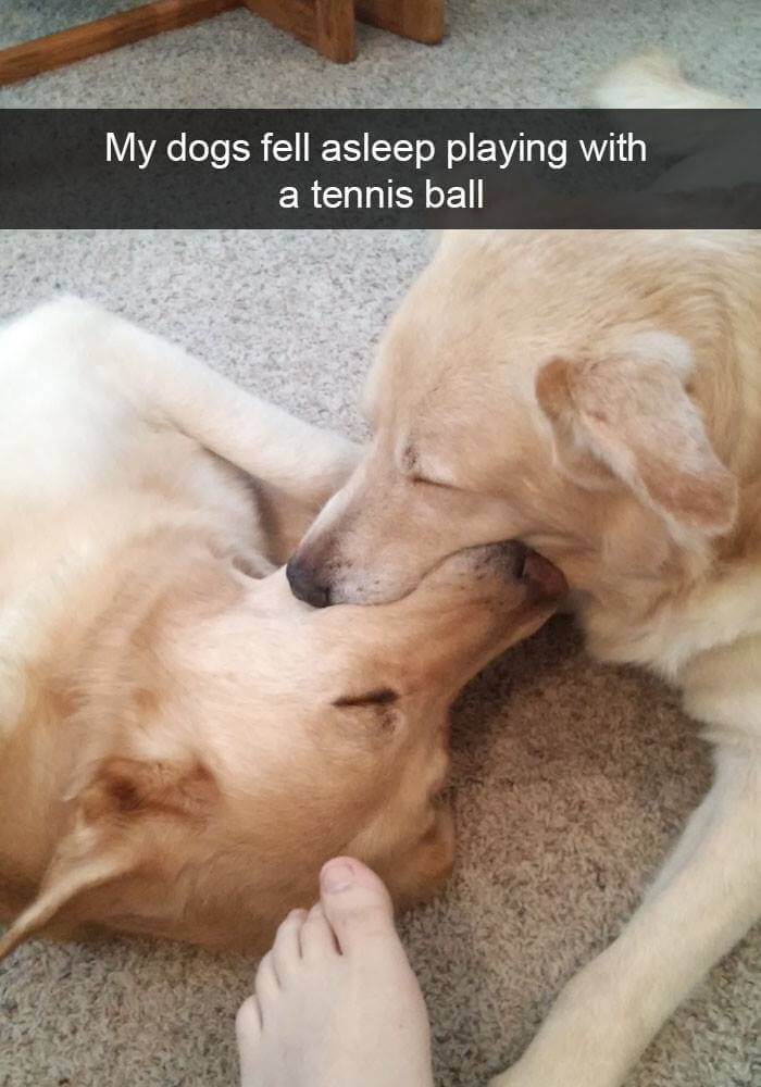 dogs on snapchat 20 (1)