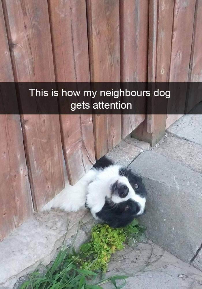 dogs on snapchat 22 (1)