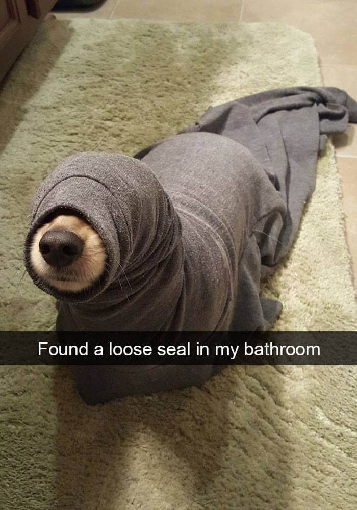 dogs on snapchat 23 (1)