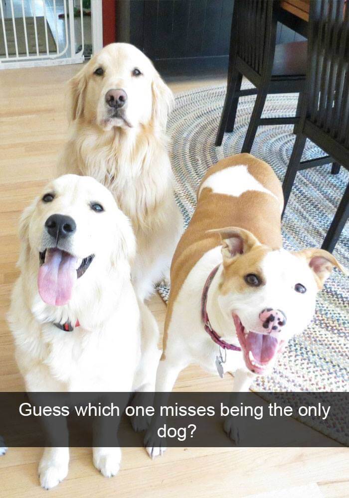 dogs on snapchat 24 (1)