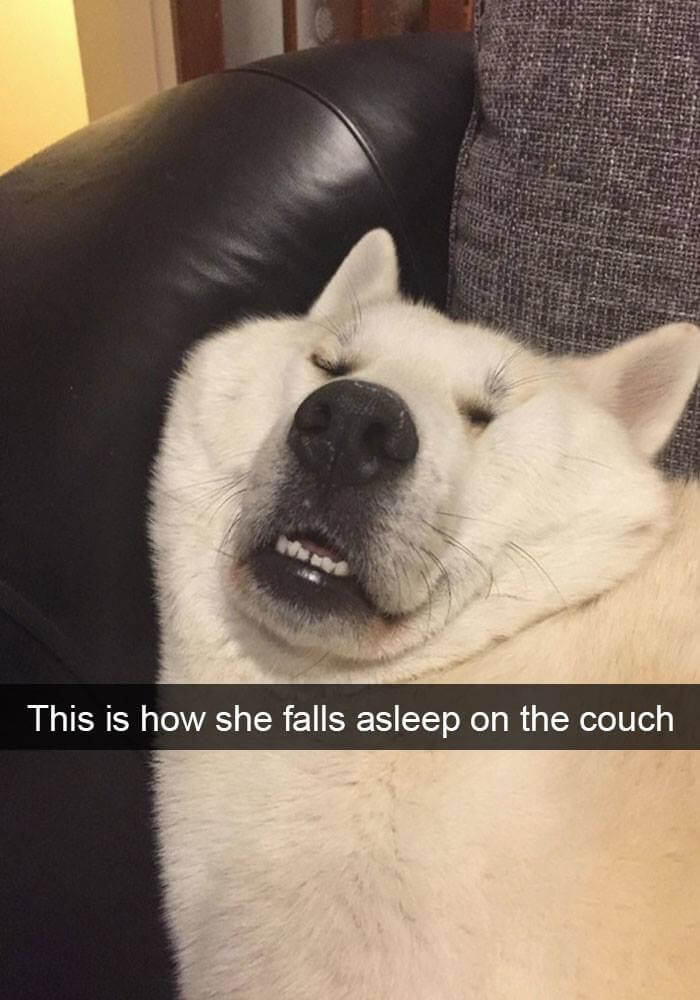 dogs on snapchat 4 (1)