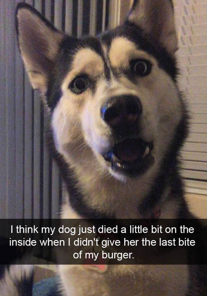 dogs on snapchat 5 (1)