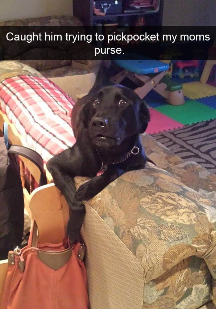 dogs on snapchat 9 (1)