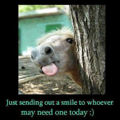 23 Funny Horse Pictures That Prove Horses Are Better Than Cats