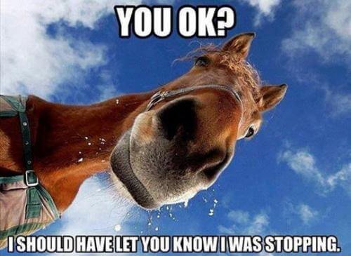 funny horse pictures 12 (1)