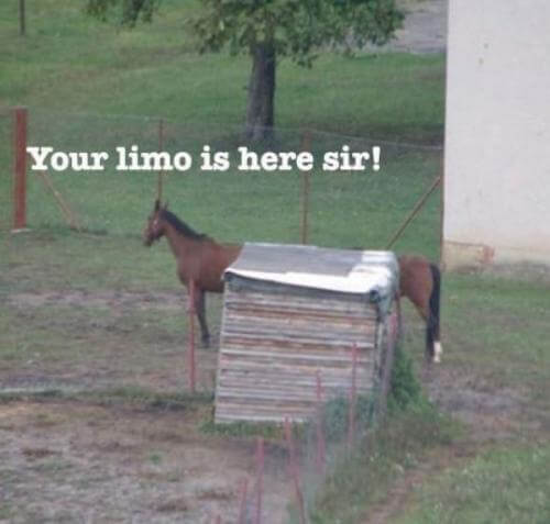 funny horse images 13 (1)