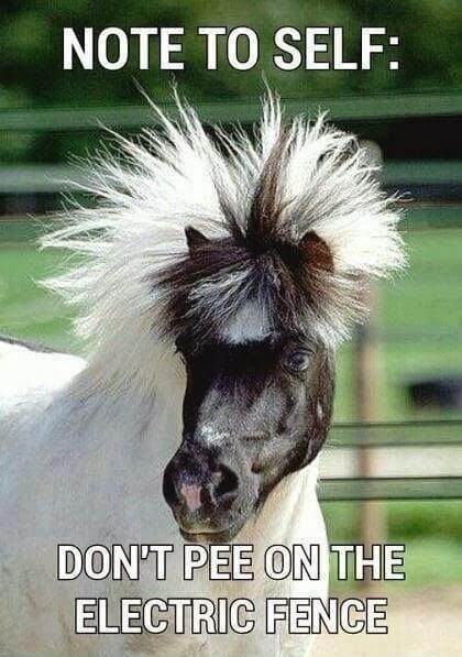 funny horse images 14 (1)