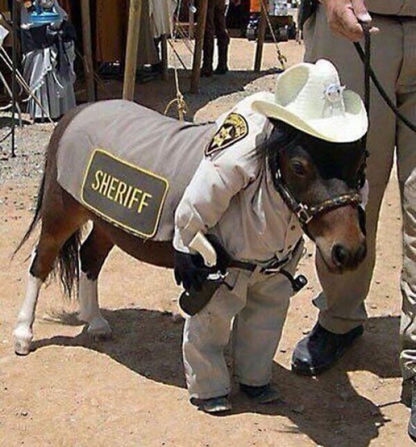 funny horse pictures 16 (1)