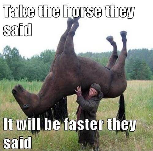 funny horse images 17 (1)