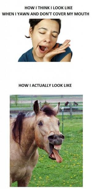 funny horse images 2 (1)