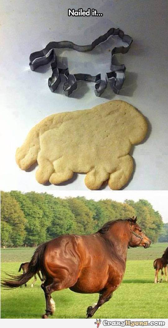 funny horse images 21 (1)