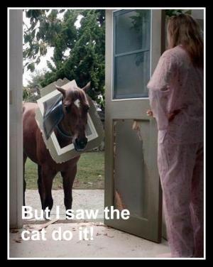 funny horse pictures 4 (1)