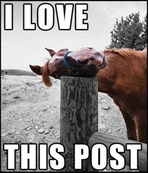 funny horse images 9 (1)