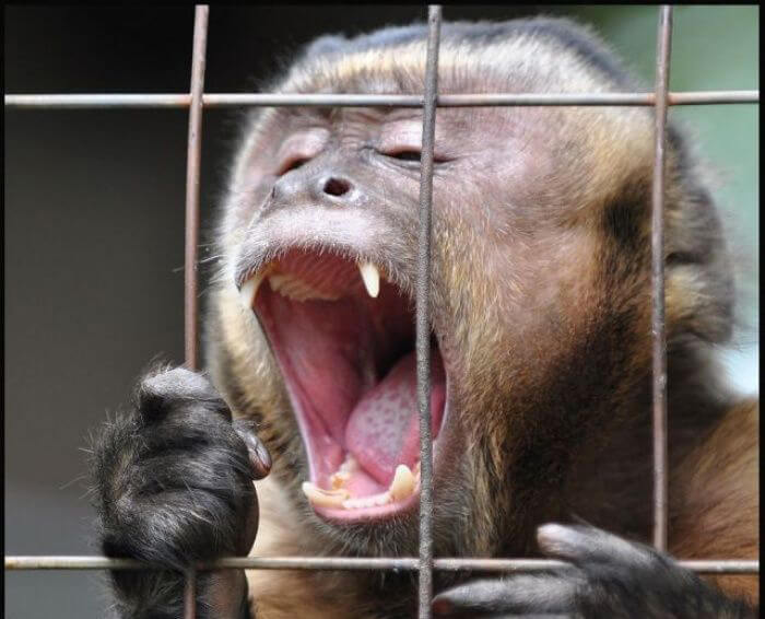 funny monkeys pics 25 (1)