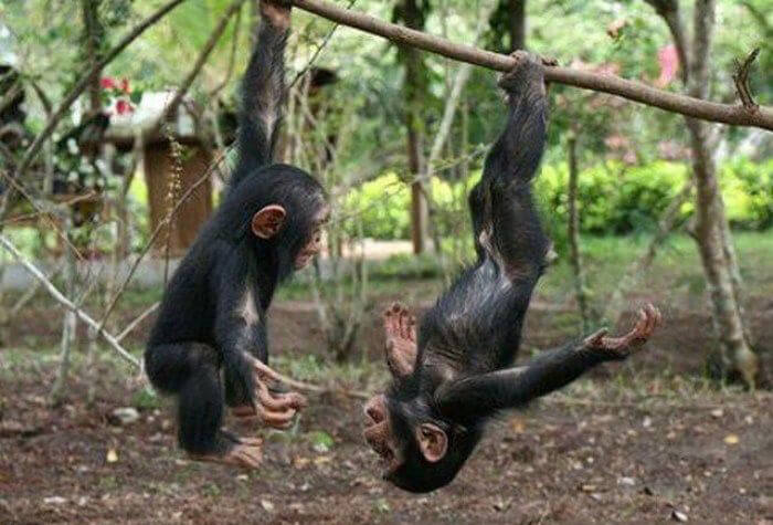 funny monkeys pics 27 (1)