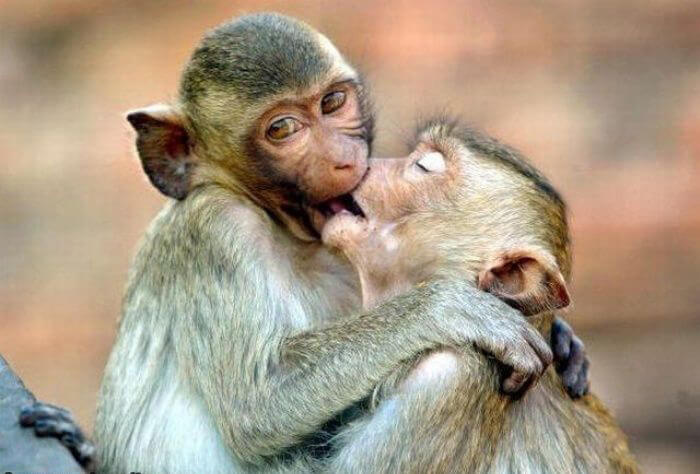 hilarious monkey pictures 31 (1)