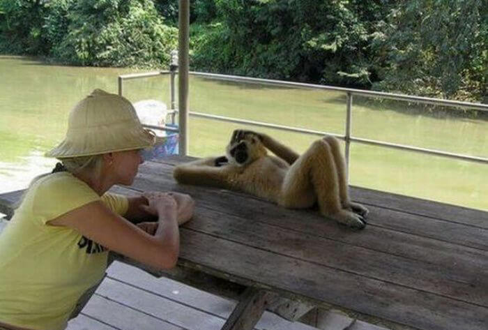 hilarious monkey pictures 36 (1)