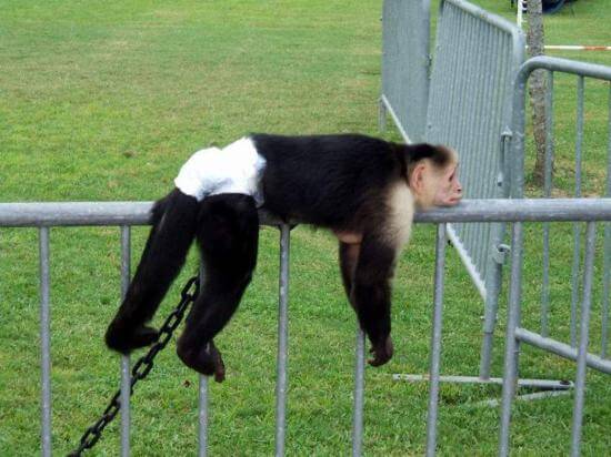 hilarious monkey pictures 39 (1)