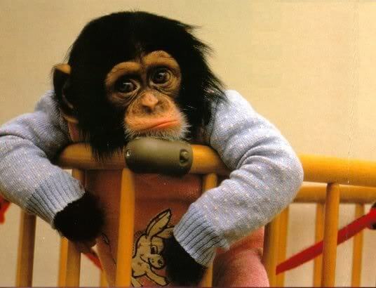 funny monkeys pics 6 (1)