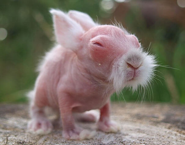hairless animals you won't recognize (1)