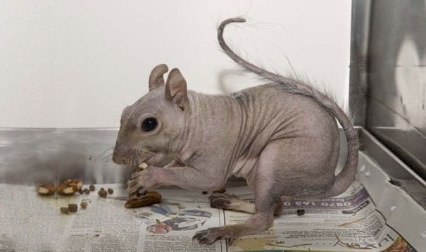 hairless animals you won't recognize 12 (1)