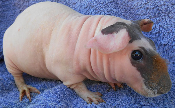 hairless animals you won't recognize 14 (1)