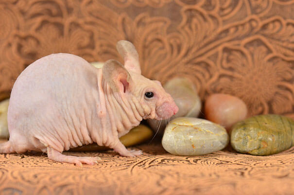 hairless animals you won't recognize 17 (1)