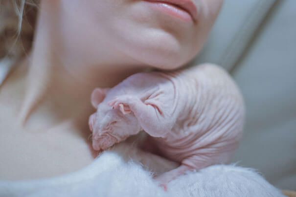 hairless animals you won't recognize 18 (1)