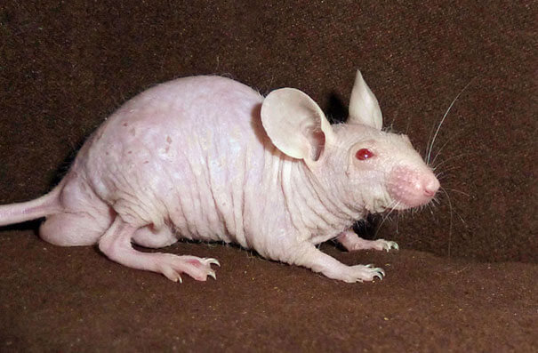 hairless animals you won't recognize 19 (1)