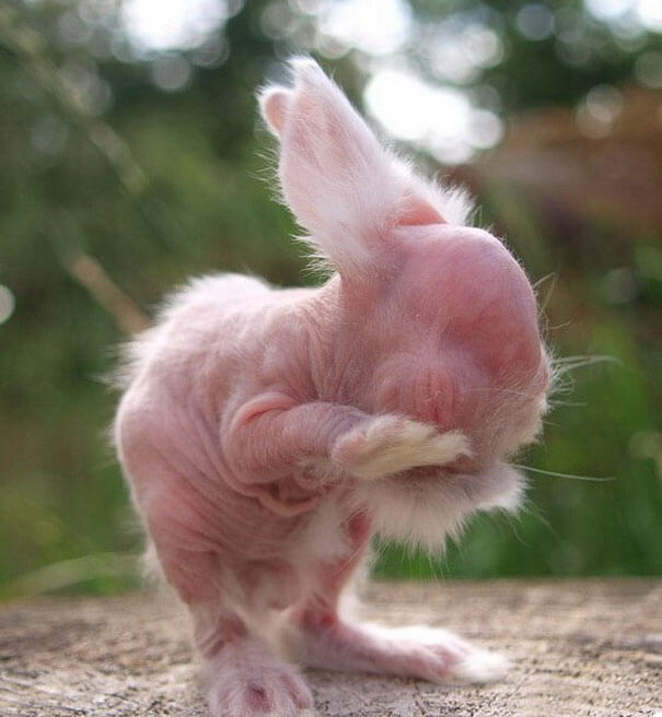 23 Hairless Animals You Won't Recognize. #9 Is Just a Big Pile Of Weird