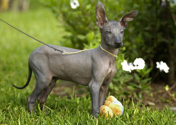 hairless animals you won't recognize 22 (1)