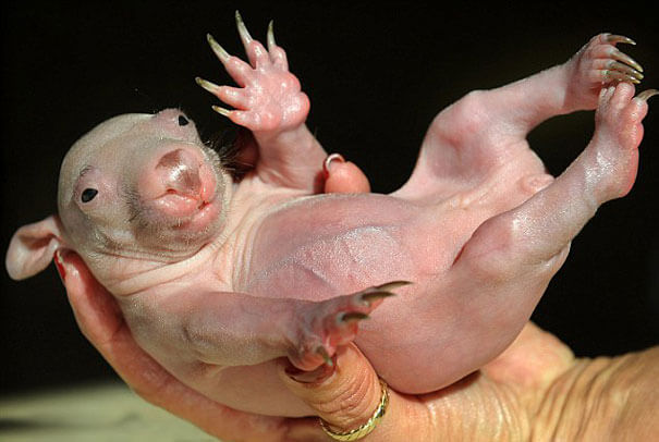hairless animals you won't recognize 23 (1)