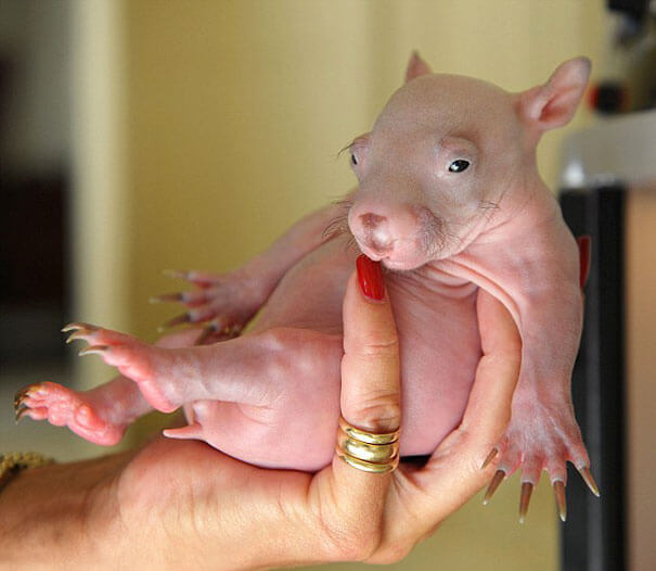 hairless animals you won't recognize 24 (1)