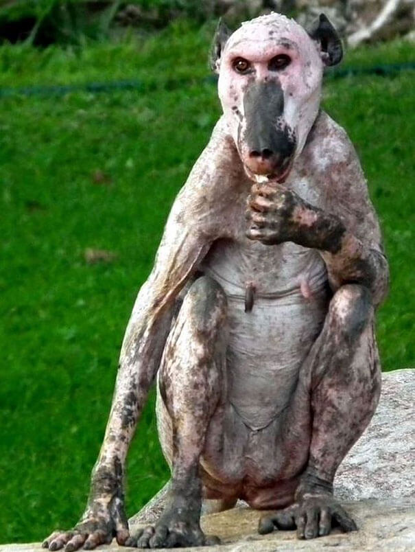 hairless animals you won't recognize 25 (1)