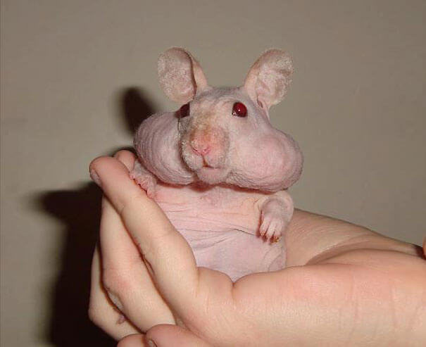 bald animals you won't recognize 28 (1)