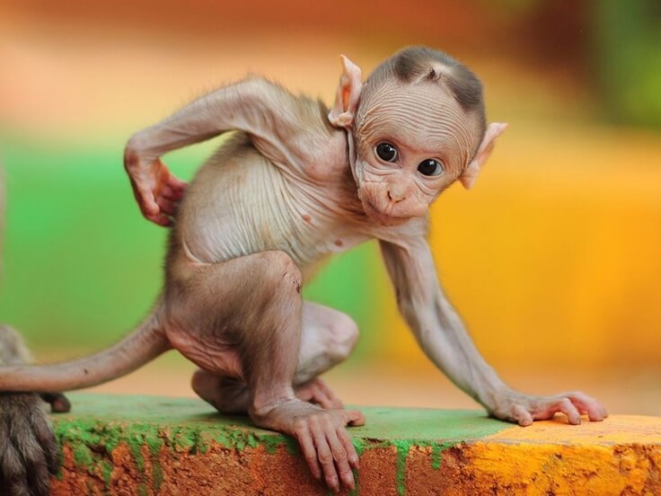 23 Hairless Animals You Won't Recognize. #9 Is Just a Big Pile Of Weird