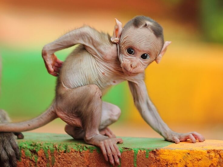 shaved chimpanzee with hair on head