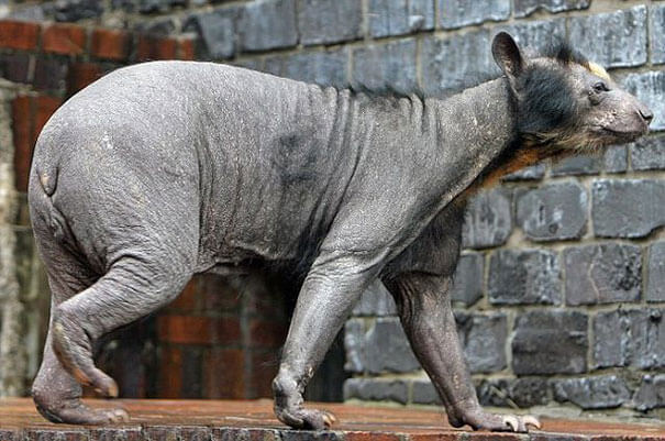 hairless animals are weird 4 (1)