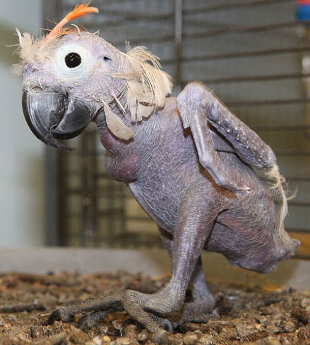 23 Hairless Animals You Won't Recognize. #9 Is Just a Big Pile Of Weird