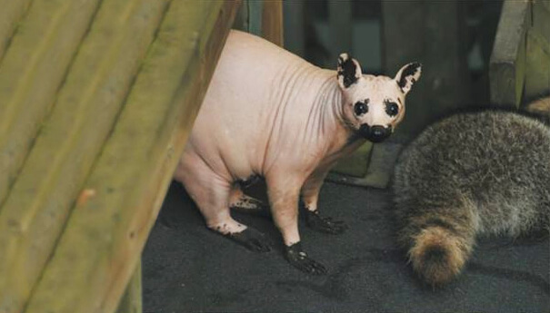 hairless animals are weird 9 (1)