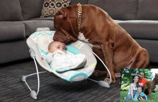 hulk the biggest pitbull in the world is babysitting jackson and dog baby sitting