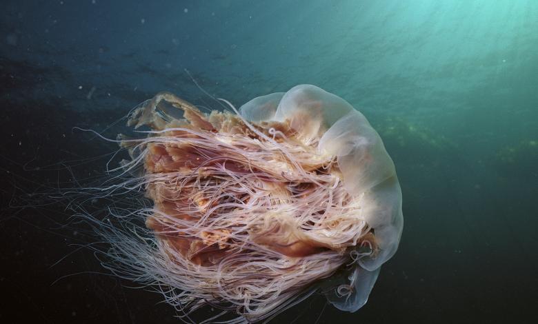 Lion's Mane Jellyfish Is The Biggest Jellyfish In The World